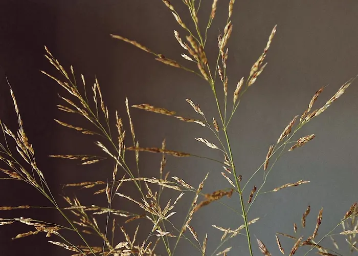 Szálloda Quonset Glamping