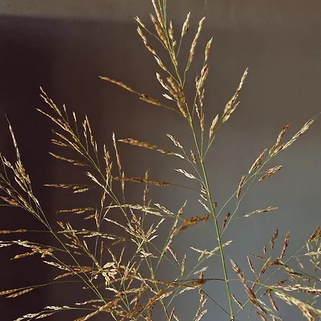 Hotel Quonset Glamping